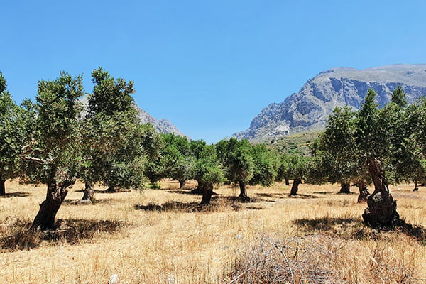 Olivenbäume auf trockenem Boden auf Kreta