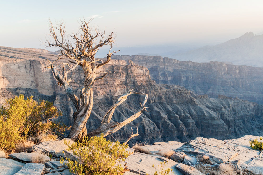 Ausblick von felsplateau mit knorrigem Baum ohne blätter im vordergrund