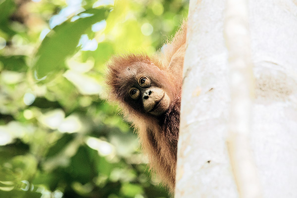 Orang-Utan in Kalimantan