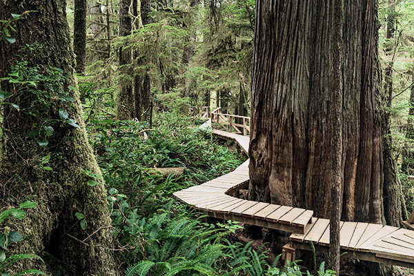 Sitka Fichten am Plankenweg im Pacific Rim Nationalpark, Kanada