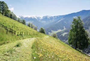 Grüner Wanderweg durch blumenübersäte Wiese in den Hohe Tauern, Österreich