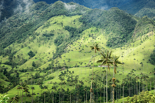 Palmen im Cocora Valley, Kolumbien