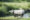 Panzernashorn im Chitwan Nationalpark, Nepal