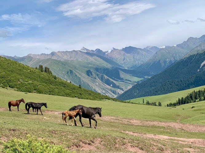 Pferde am Kok Jar Pass in Kirgistan