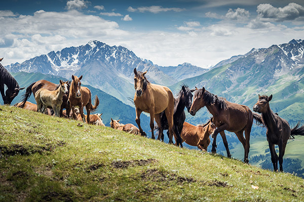 Pferde im Jyrgalan Tal, Kirgistan