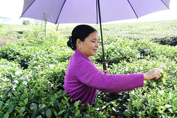 Frau beim Teeblätter pflücken, Vietnam