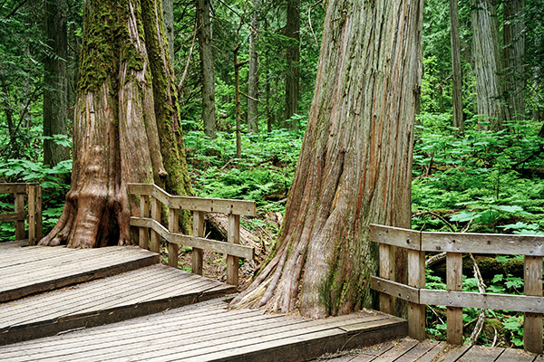 Plankenweg im Mount-Revelstoke Nationalpark