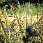 Lila Blumen und Pflanzen, Nepal