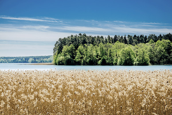 See und Tannen, Polen