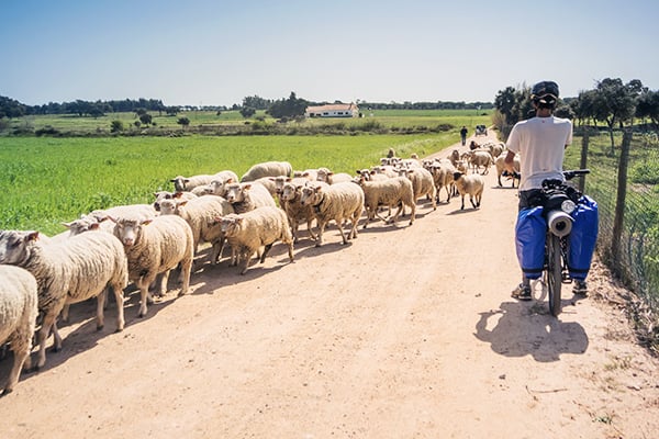 Ein Radfahrer trifft in Alentejo auf Schafe