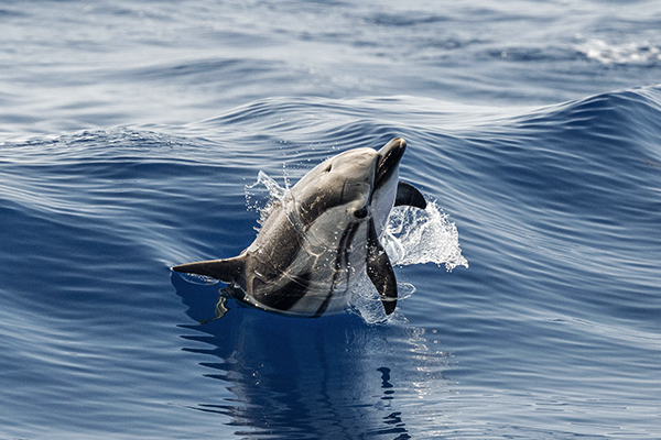 Delfin bei den Azoren