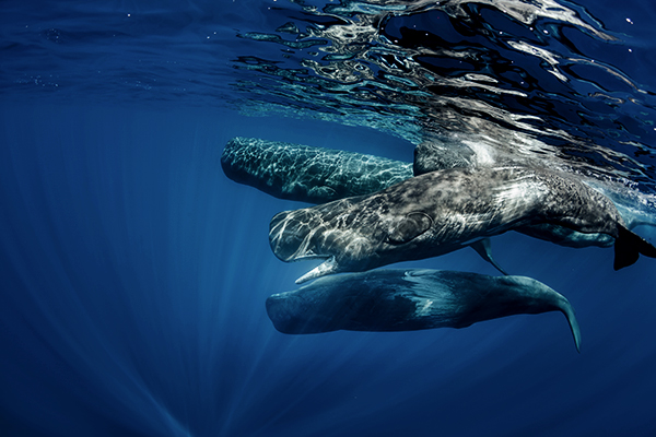 Wale im Atlantik bei den Azoren