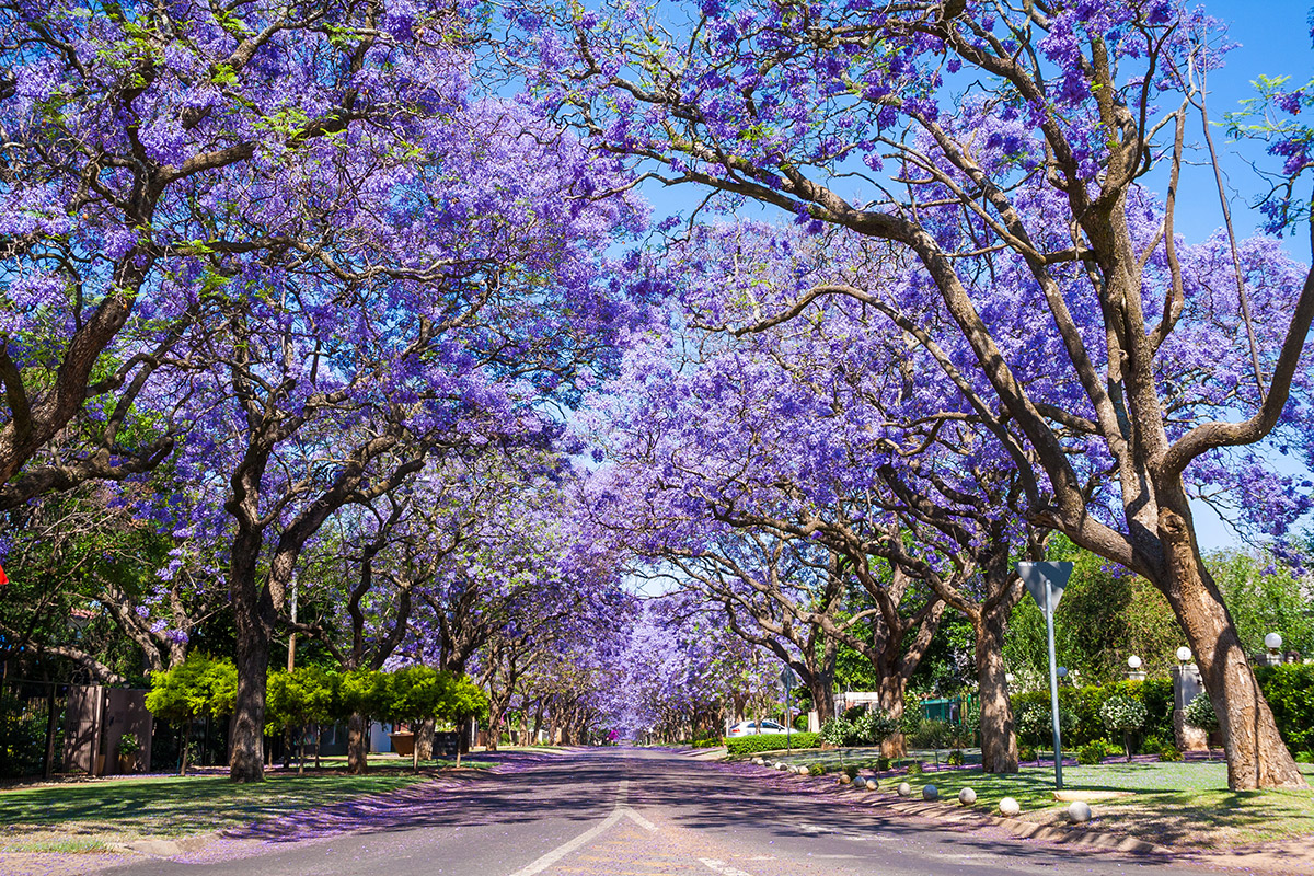 Straße mit blühenden Jacarandabäumen in Pretoria