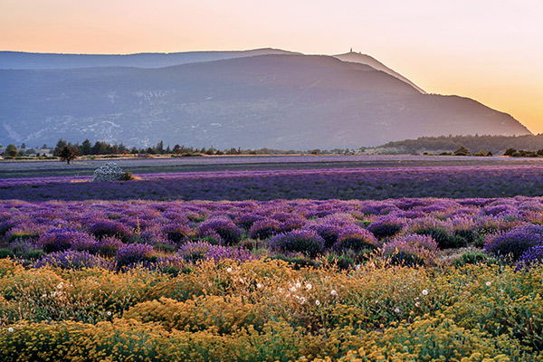 Blick auf den Mount Ventoux in der Provence