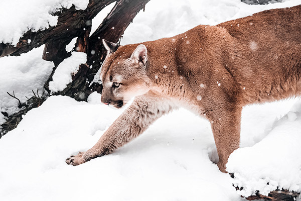 Puma im Winter, Kanada