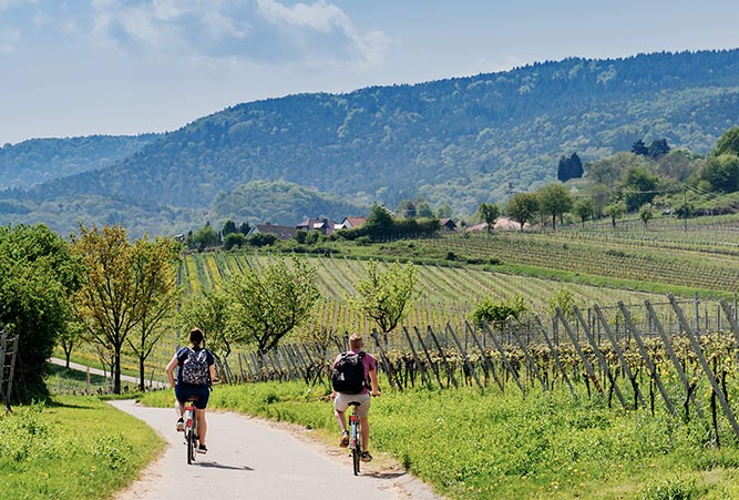 Radweg durch Weinberge in Rheinland-Pfalz