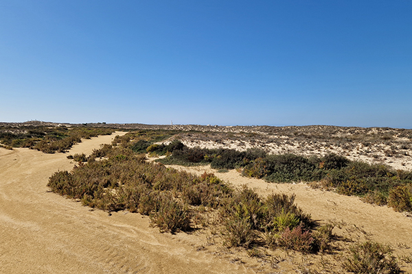 Blick über die Dünen auf der Ilha da cultura