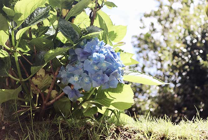 reisebericht-azoren-hortensienbluete