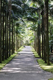 reisebericht-azoren-terra-nostra-garden-weg-mit-palmen