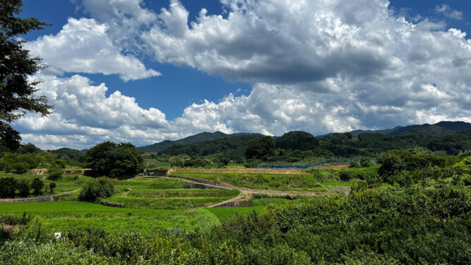 Reisfelder in Japan 