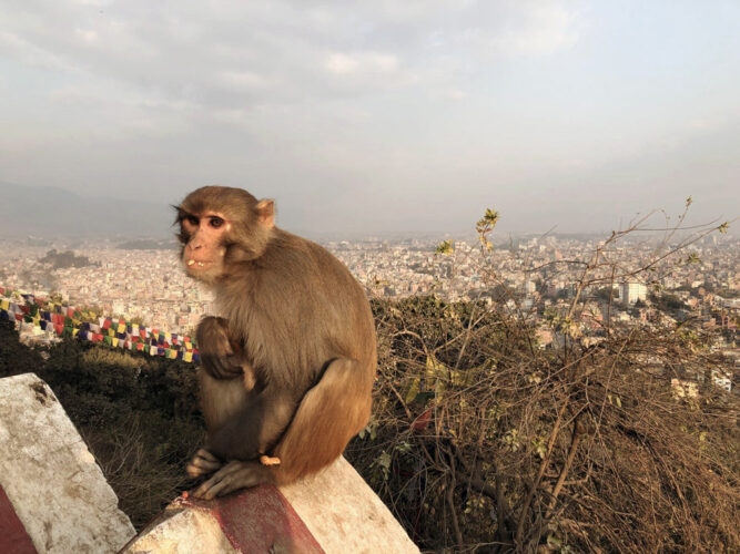 Kleiner brauner Affe auf einer Mauer über der Stadt