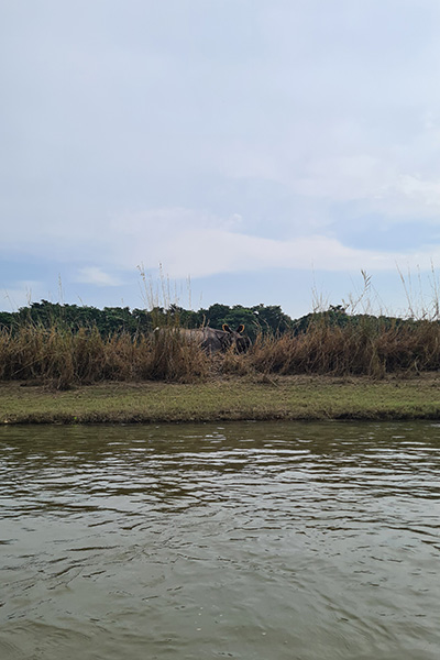 Ein Rhino am Fluss im Chitwan Nationalpark, Nepal