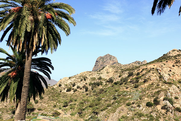 Roque Cano hinter Palmen auf La Gomera