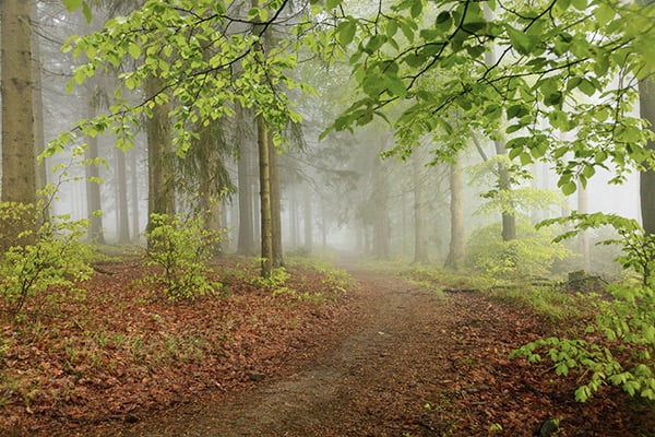 Breiter Waldweg mit Laub und Nebel im Rothaargebirge, Deutschland