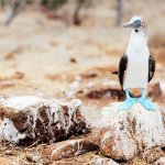 Tierwelt Galapagos Inseln