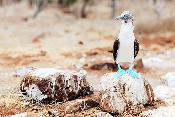 Tierwelt Galapagos Inseln