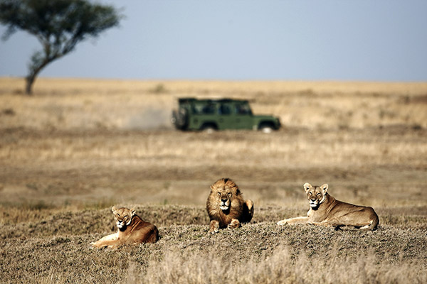 Löwen in Savannenlandschaft