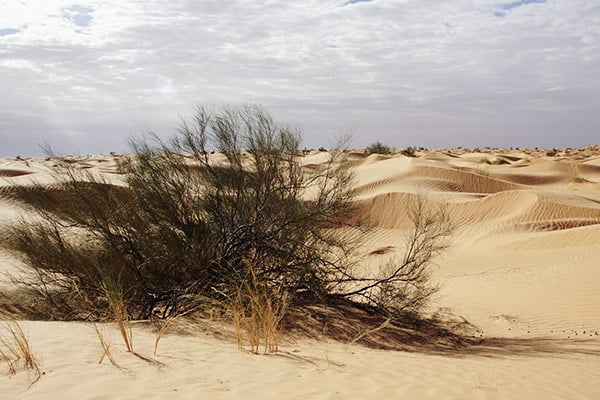 Sahara Wüste, Tunesien