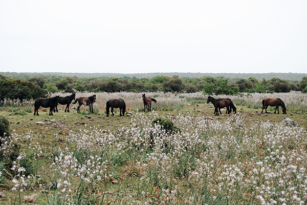 Wildpferde als Sehenswürdigkeit Sardiniens auf der Giara di Gesturi