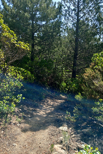 Waldweg am Monte Pinu