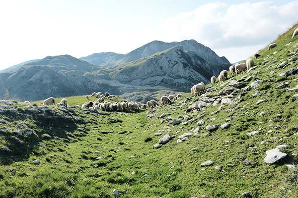 Schafe, Via Dinarica Bosnien