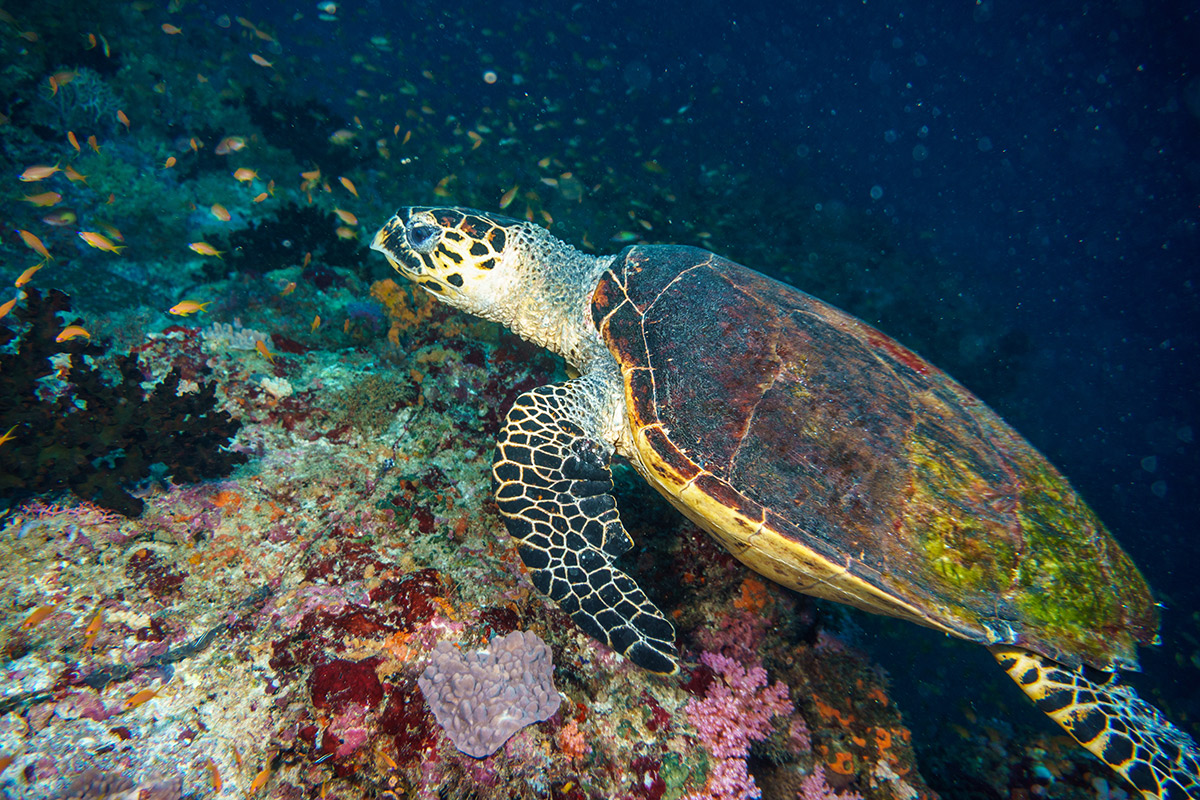Riesenschildkröten auf den Seychellen