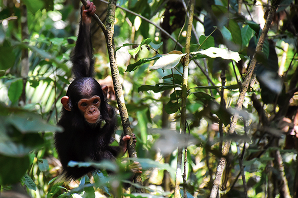 schimpanse-kibale-nationalpark-uganda