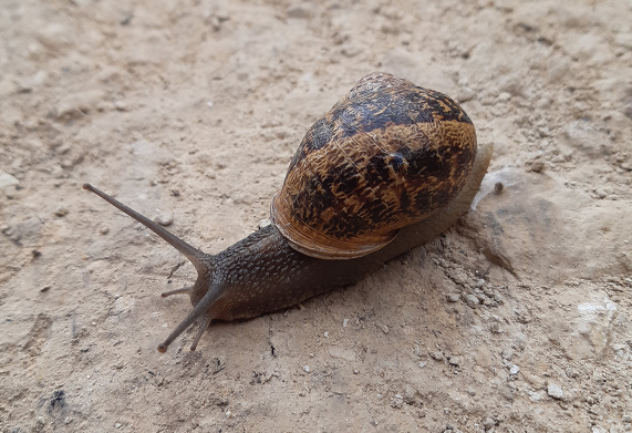 Schnecke in Griechenland