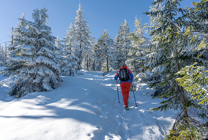 Schneeschuhwanderer im Wald