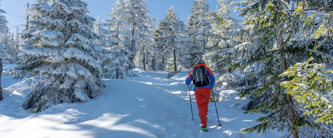 Schneeschuhwanderer im Wald