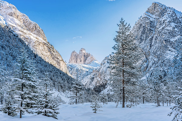 Dolomiten und Winterwald, Suedtirol