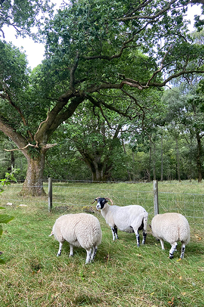 Schottische Schafe auf der Wiese