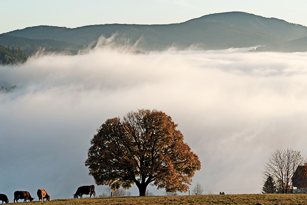 Kühe unter einem Baum vor dem Belchen