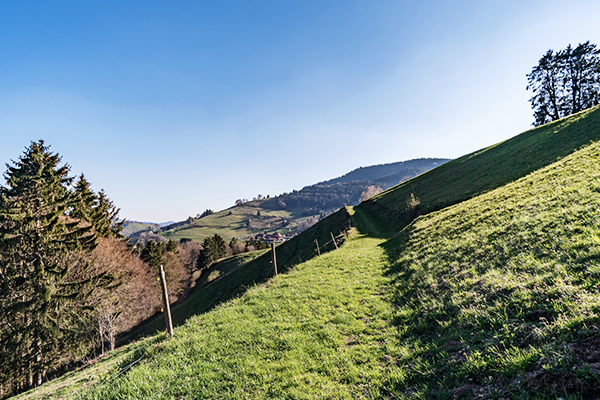 Wanderweg am Belchensteig im Schwarzwald