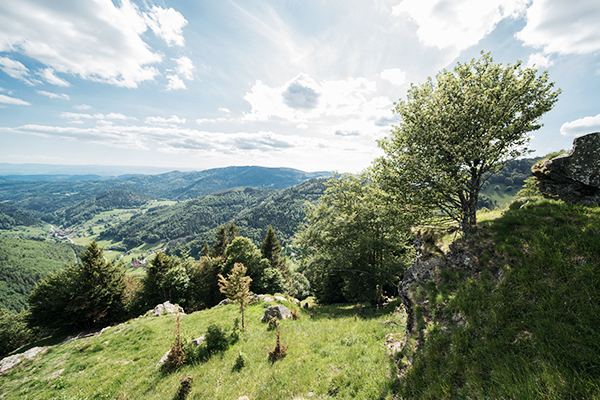 Landschaft am Fernwanderweg Westweg