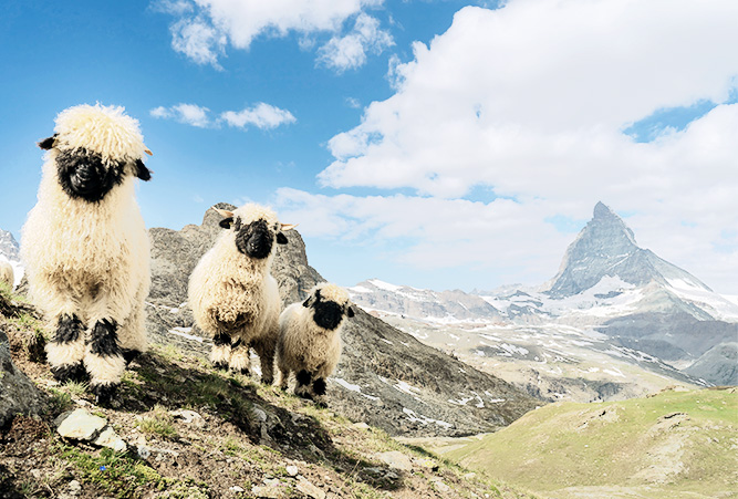 Bergschafe vor dem Matterhorn