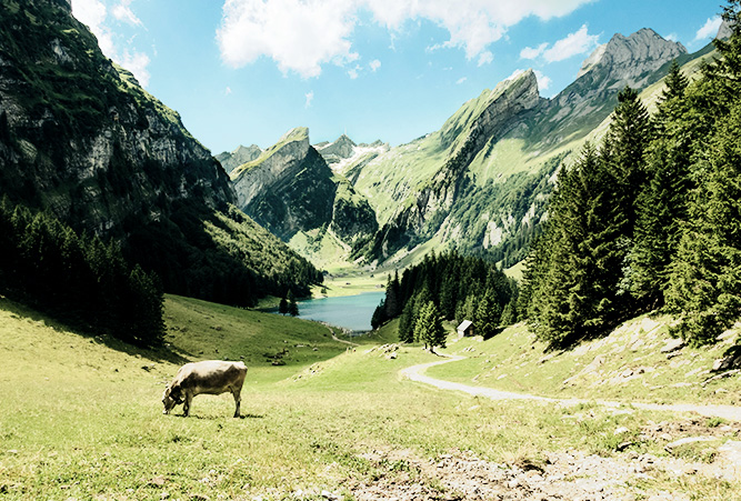 Kuh vor den Schweizer Alpen