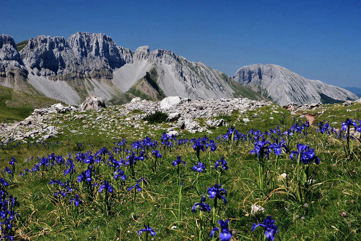 Lila-blaue Schwertlilien in den Pyrenäen