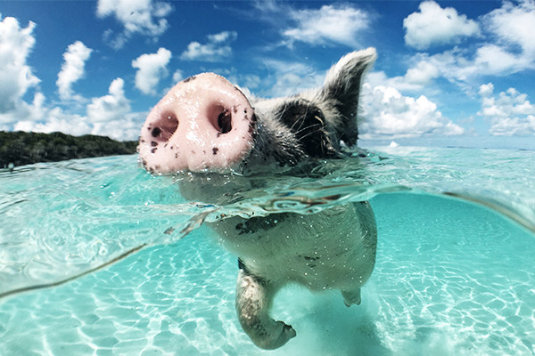 Schwimmende Schweine, Bahamas