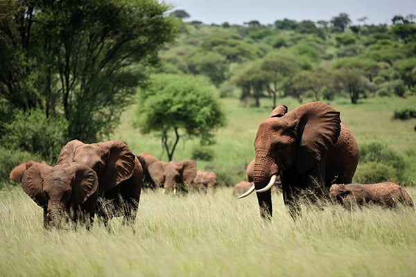 Serengeti Nationalpark, Tansania